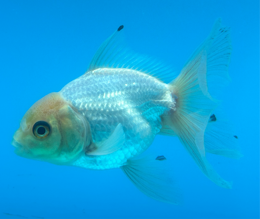 Thai Oranda White 2.7” Body Male 7 Months (JC-095) R1A05 (Room To Grow Show Quality)