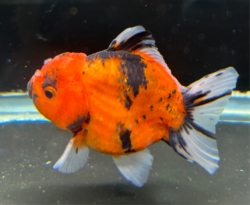 Thai Oranda Tiger Calico 2.50" Body Male 4 Months (JC-008)R4B12