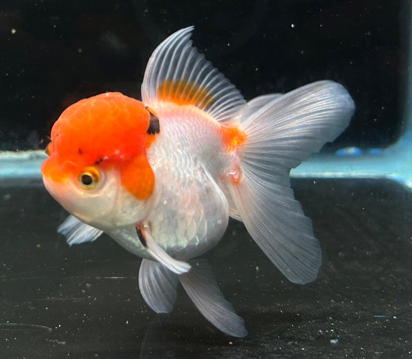 Thai Oranda Tri-Color 2.5” Body Female 6 Months (JC-048)R4B09