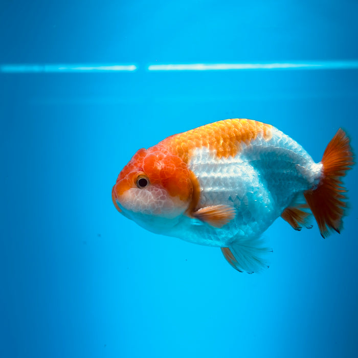 Live Fancy Goldfish Red & White Ranchu 3.00'' (KP-118) Ready To Ship! What You See What You Get.