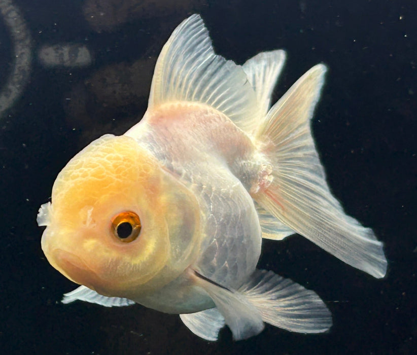 Thai Oranda Lemon Head 2.3” Body Female 5 Months (JC-059)R4A13