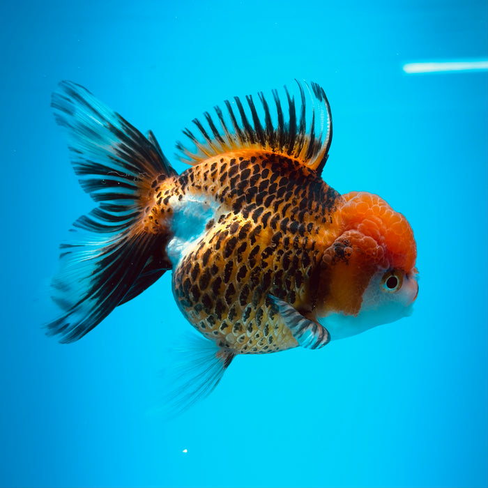 Live Fancy Goldfish Tiger Tri Color Thai Oranda 3.00'' (KP-113) Ready To Ship! What You See What You Get.