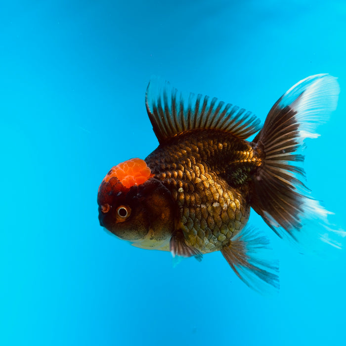 Live Fancy Goldfish Black Body Red Cap Thai Oranda 3.00'' (KP-121) Ready To Ship! What You See What You Get.