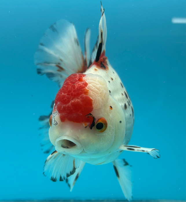 AAA Grade Monster Size Thai Oranda Tri-Color Rose Tail 5” Body Female 12 Months (JC-096) R1B06