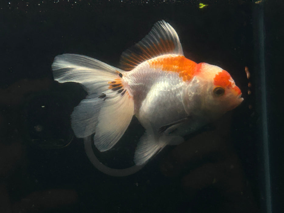 Thai Oranda Tri-Color 2.5”Body Female 6 Months (JC-036)R4A08