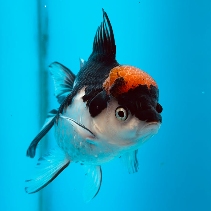 Live Fancy Goldfish Tri Color Thai Oranda 3.50'' (KP-107) Ready To Ship! What You See What You Get.