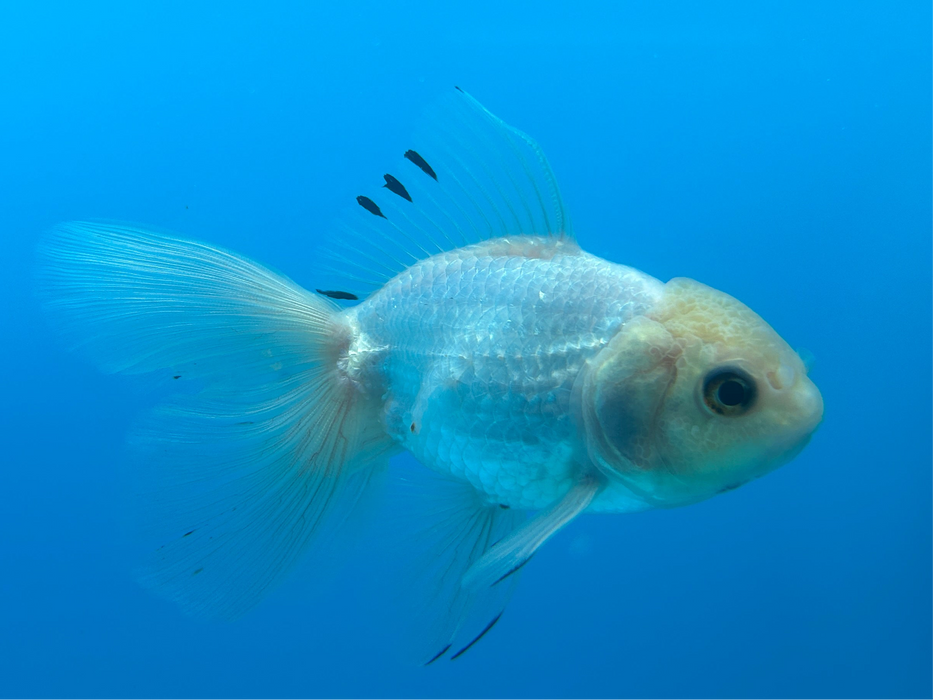 Thai Oranda White 3” Body Female 8 Months (JC-091) R1A05