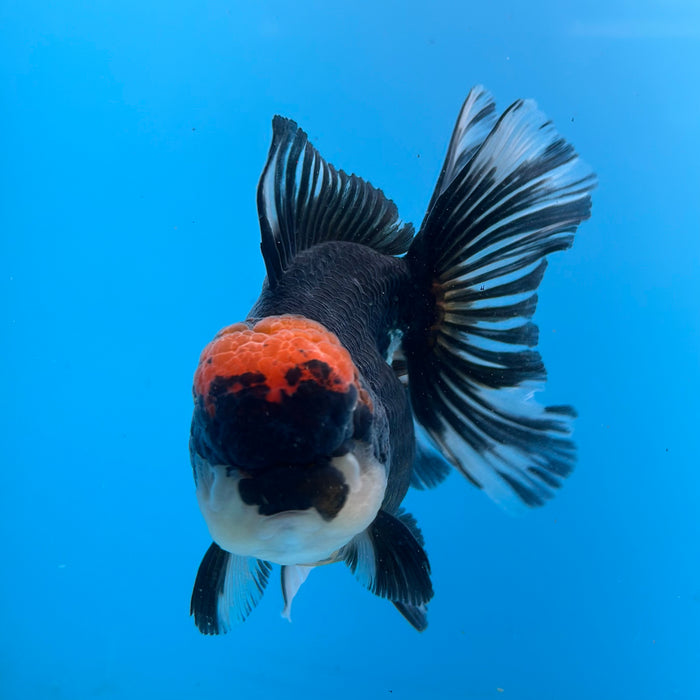 Live Fancy Goldfish Tri Color Thai Oranda 3.50'' (KP-102) Ready To Ship! What You See What You Get.