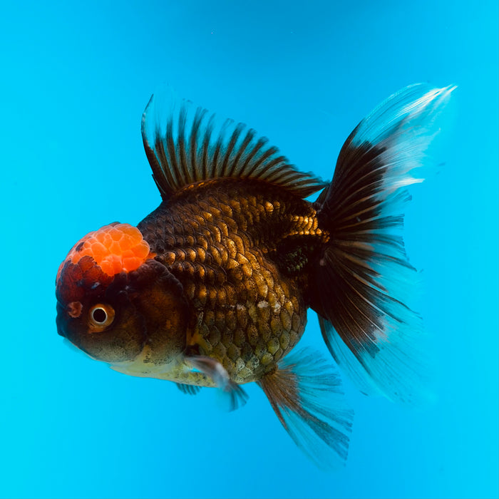 Live Fancy Goldfish Black Body Red Cap Thai Oranda 3.00'' (KP-121) Ready To Ship! What You See What You Get.