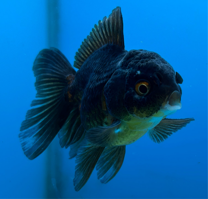 Thai Oranda Black Rose Tail 2.5” Body Female 5 Months (JC-119) R1B05