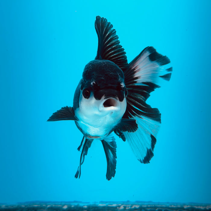 Live Fancy Goldfish Panda Thai Oranda 3.00'' (KP-122) Ready To Ship! What You See What You Get.