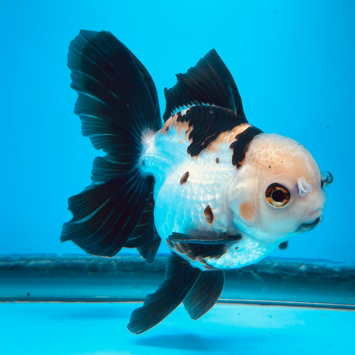 Live Fancy Goldfish Tri Color Thai Oranda 3.50'' (KP-115) Ready To Ship! What You See What You Get.