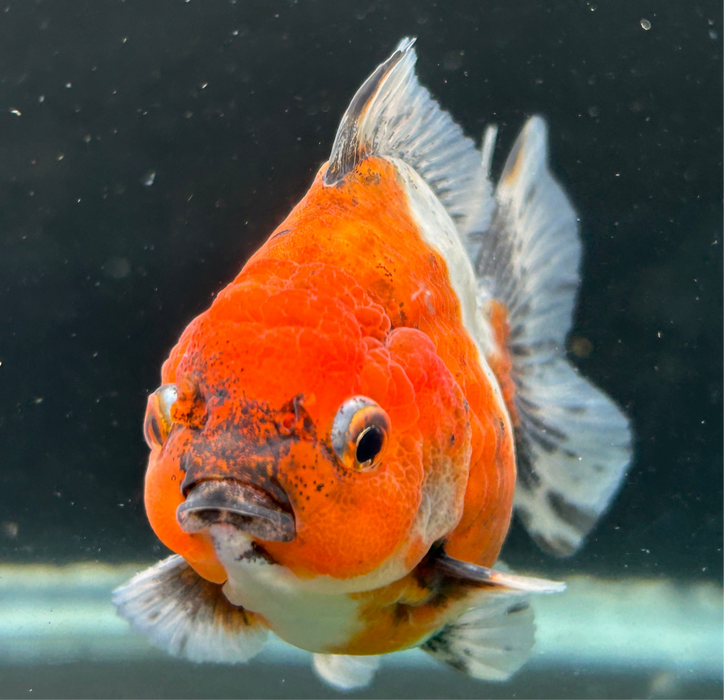 Thai Oranda Godzilla Yuanbao  2.5”Body Male 4 Months (JC-034)R4A08