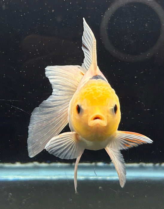 Thai Oranda Tri-Color 2.0” Body Female 4 Months (JC-058)R4A13