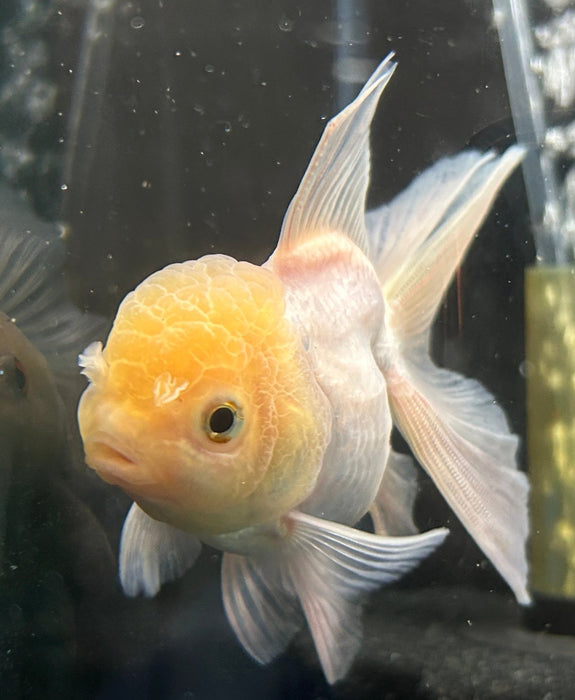 Thai Oranda Lemon Head Cap 2.5” Body Female 6 Months (JC-050)R4B11