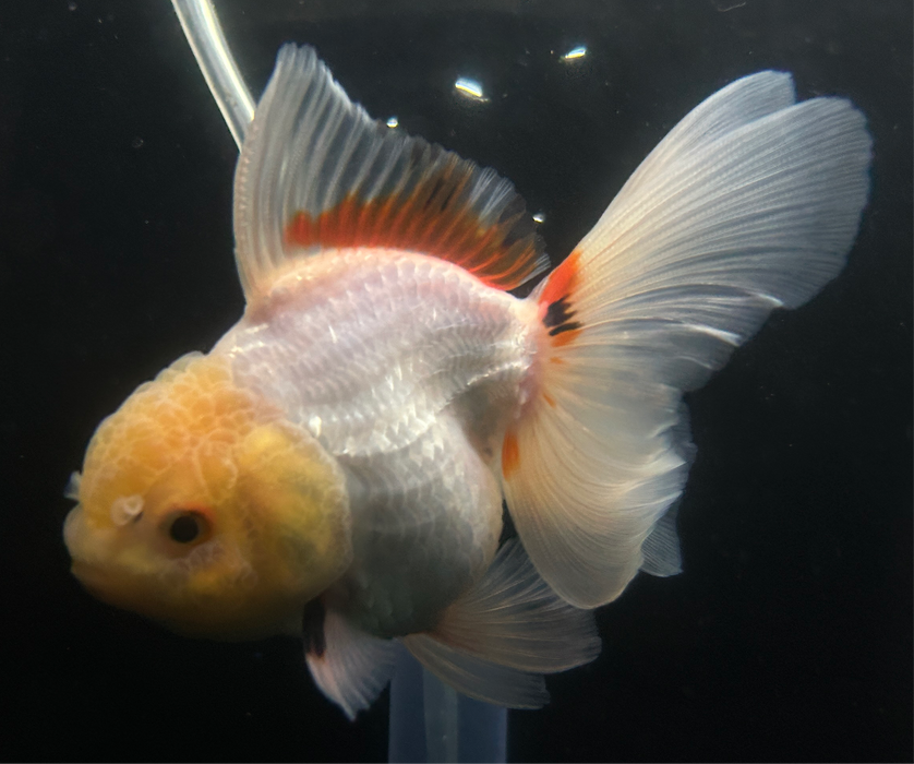 Thai Oranda Tri-Color Lemon Head 2.5”Body Male 4 Months (JC-027)R4A11