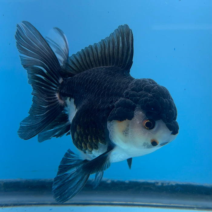 Live Fancy Goldfish Panda Thai Oranda Show Quality 3.5'' (KP-100) Ready To Ship! What You See Is What You Get.