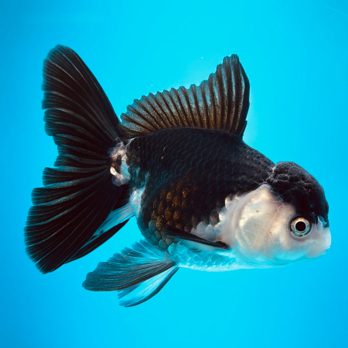 Live Fancy Goldfish Panda Thai Oranda 3.50'' (KP-123) Ready To Ship! What You See What You Get.