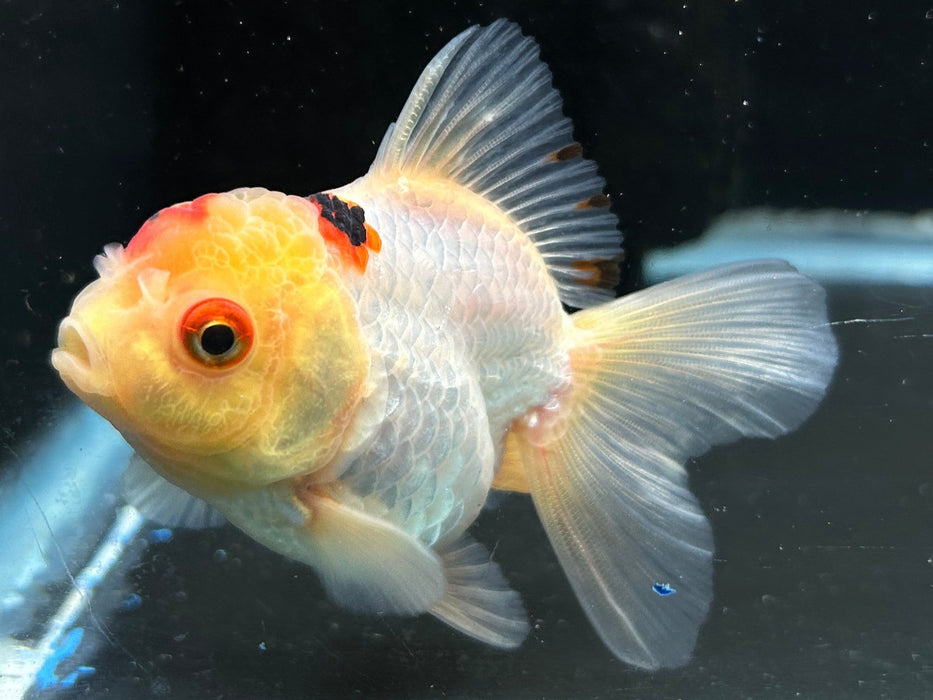 Thai Oranda Tri-Color 2.0” Body Female 4 Months (JC-056)R4A11