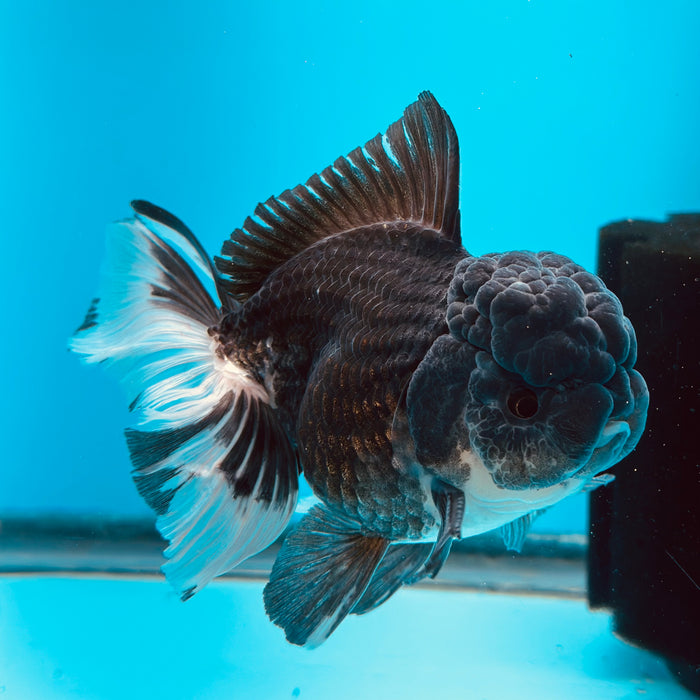 Live Fancy Goldfish Panda Thai Oranda 3.50'' (KP-106) Ready To Ship! What You See What You Get.