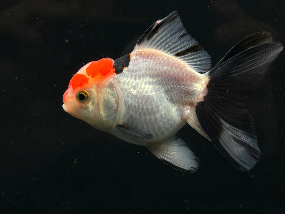 Thai Oranda Tri-Color 2.5”Body Female 5 Months (JC-028)R4A11