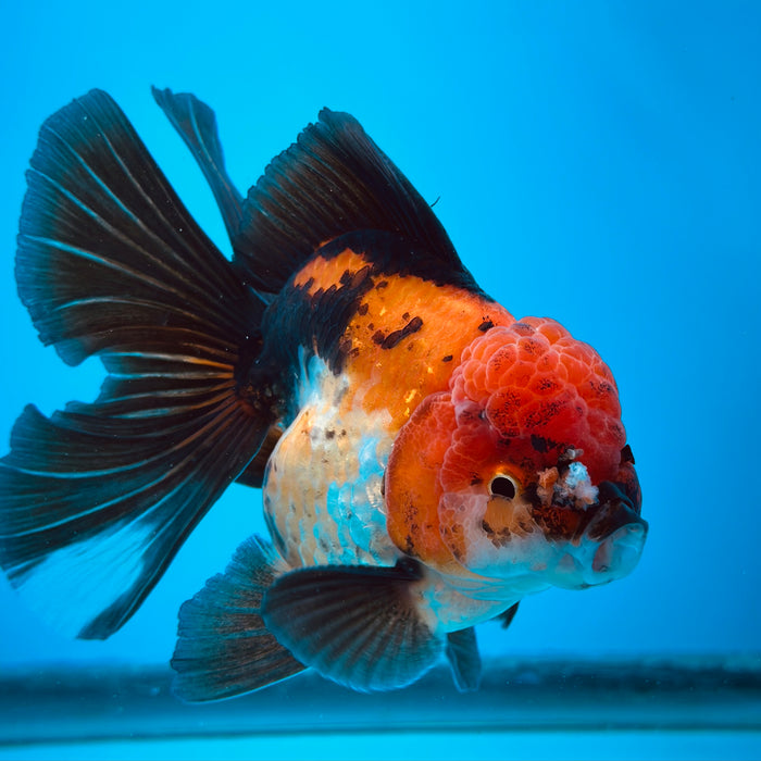 Live Fancy Goldfish Tri Color Thai Oranda 3.50'' (KP-109) Ready To Ship! What You See What You Get.