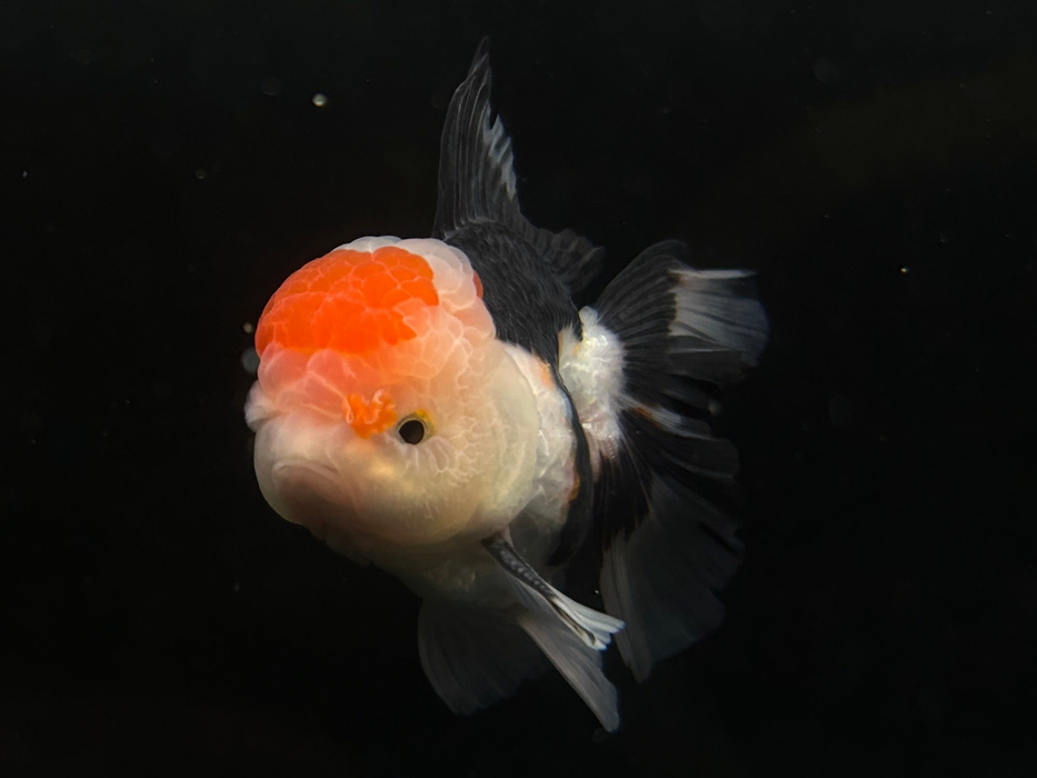 Thai Oranda Tri-Color Large Wen 2.5" Body Male 7 Months (JC-076)R1A07