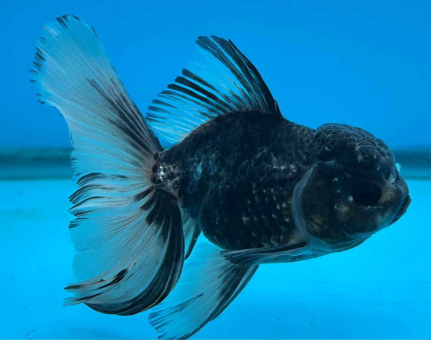 Thai Oranda Rose Tail White Tiger 3.5” Body Male 8 Months (JC-101) R1B06