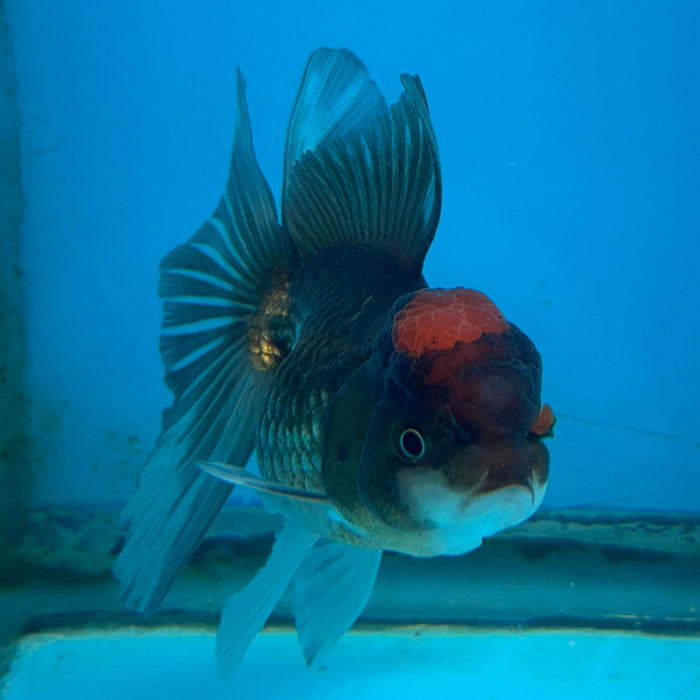 Thai Oranda Apache 3.5” Body Female 8 Months (JC-176)R1A9