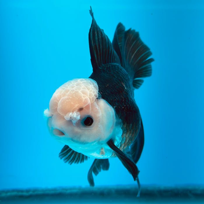 Live Fancy Goldfish Panda Thai Oranda 3.50'' (KP-112) Ready To Ship! What You See What You Get.