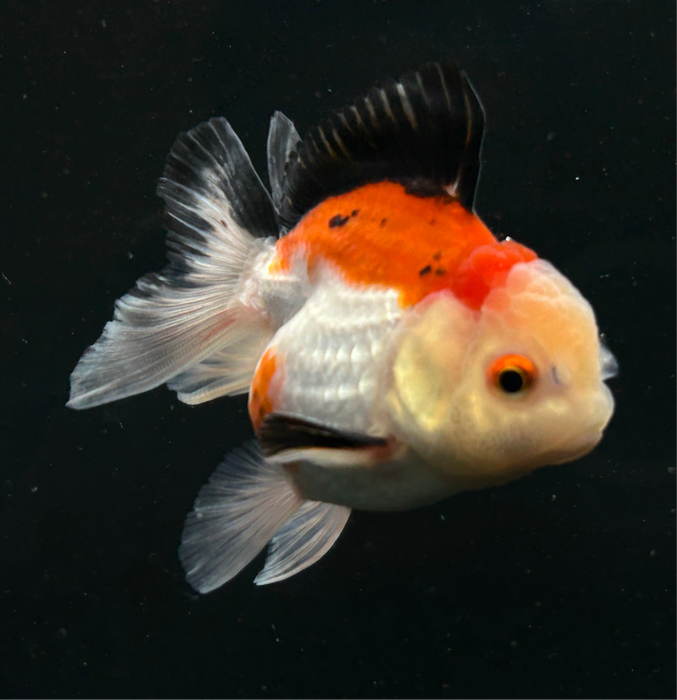 Thai Oranda Tri-Color 2.5” Body Female 4 Months (JC-024)R4B13