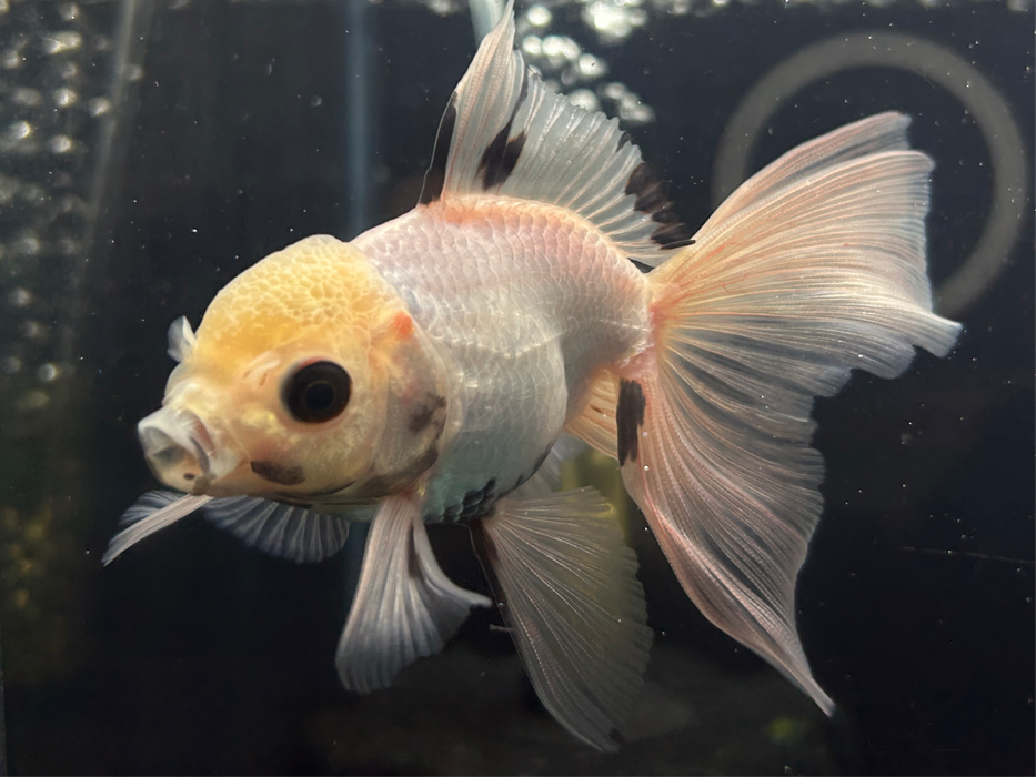 Thai Oranda Panda 2.5" Body Male 6 Months (JC-080)R1A06