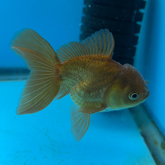 Thai Oranda Copper Yellow 2.5” Body Female 6 Months (JC-172)R1A9