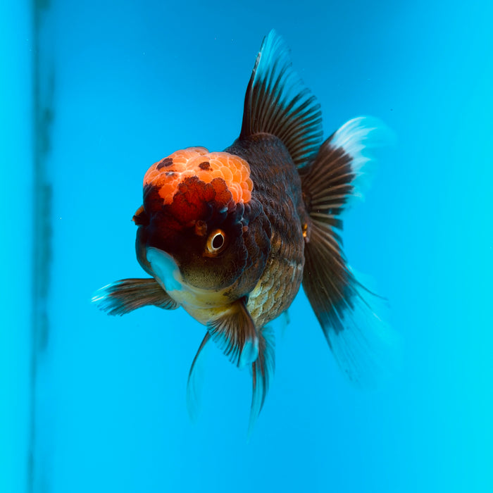 Live Fancy Goldfish Black Body Red Cap Thai Oranda 3.00'' (KP-121) Ready To Ship! What You See What You Get.