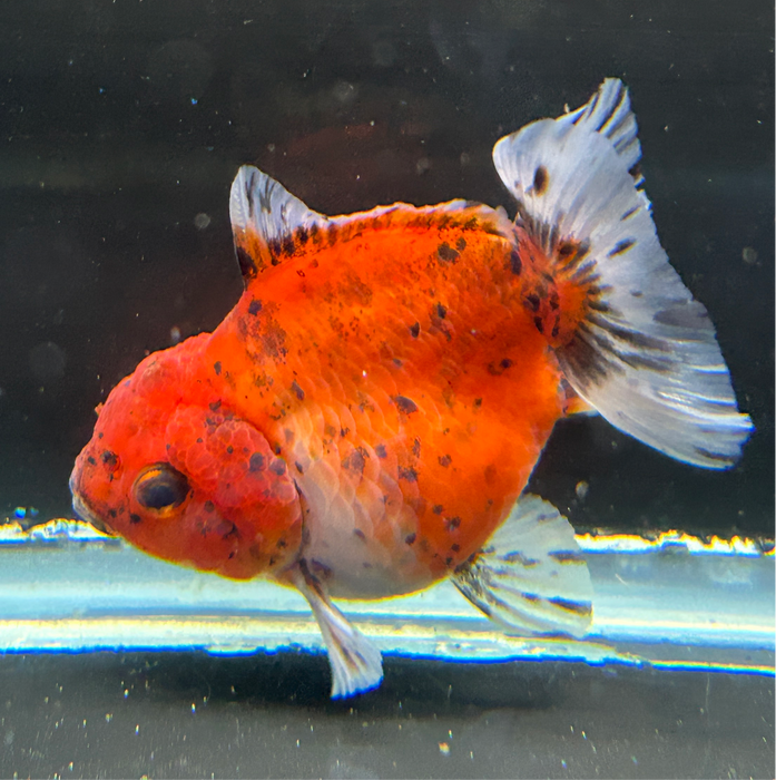 Thai Oranda Tiger Calico 2.5" Body Female 4 Months (JC-010)R4C10