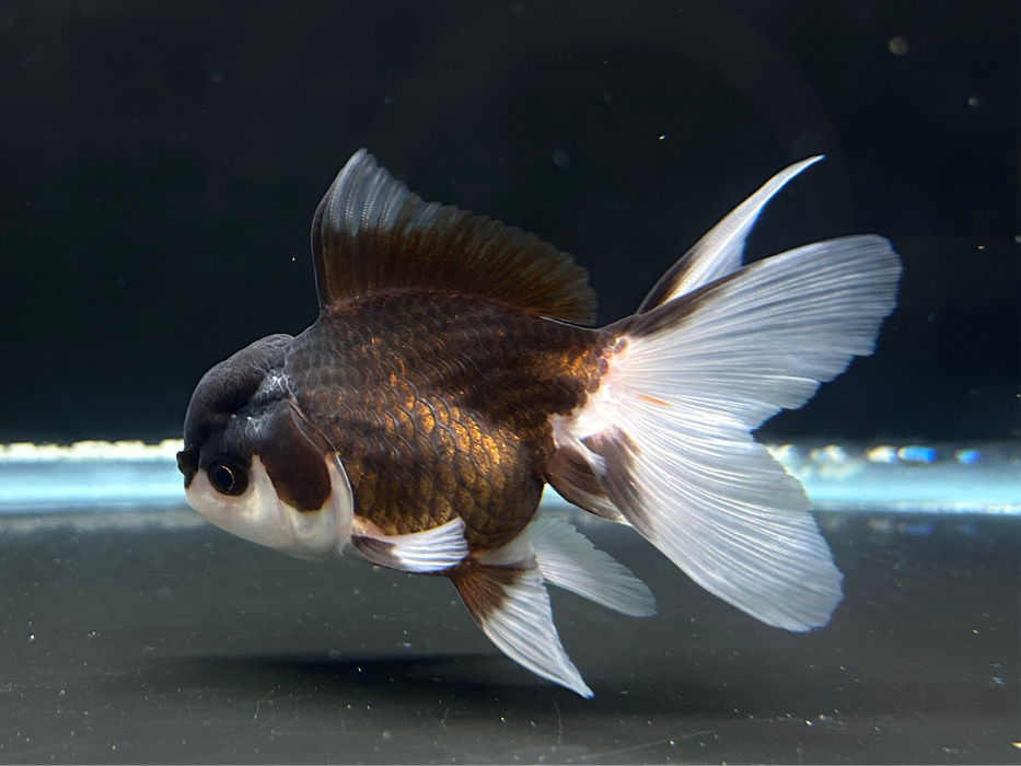 Thai Oranda 2.0" Body female 5 Months (JC-069)R1A07