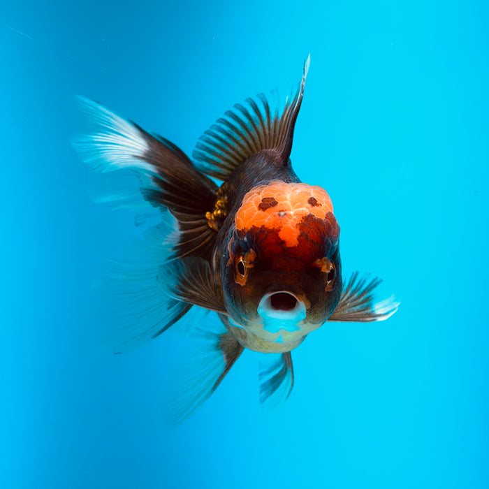 Live Fancy Goldfish Black Body Red Cap Thai Oranda 3.00'' (KP-121) Ready To Ship! What You See What You Get.