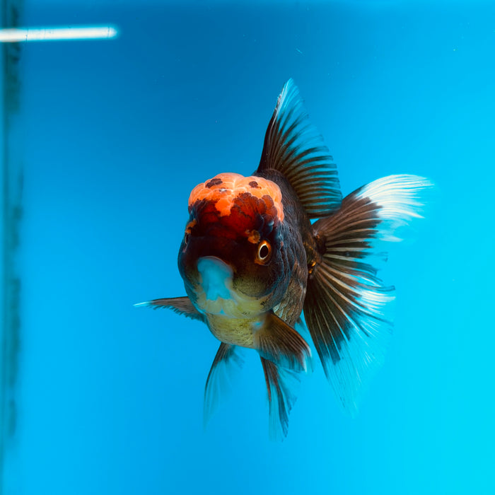 Live Fancy Goldfish Black Body Red Cap Thai Oranda 3.00'' (KP-121) Ready To Ship! What You See What You Get.