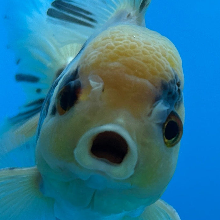 Thai Oranda White Lemon Head Rose Tail 3” Body Male 6 Months (JC-129) R1A02