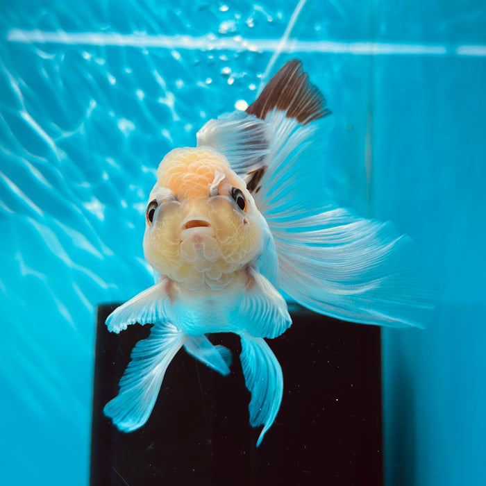 Live Fancy Goldfish Panda Thai Oranda 3.00'' (KP-111) Ready To Ship! What You See What You Get.