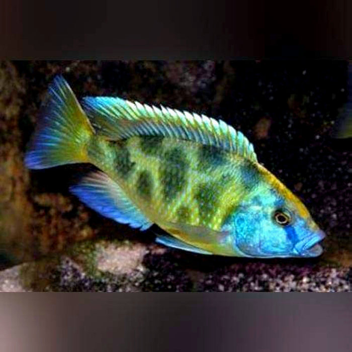 Live Freshwater Aquarium Venustus African Cichlid  (Haplochromis Venustus) (CHD-008)U022