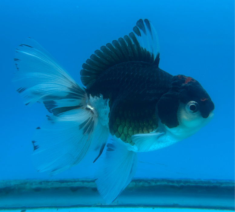 Thai Oranda Panda Red Cap 3.5” Body Female 9 Months (JC-094) R1A05 (Room To Grow Show Quality)