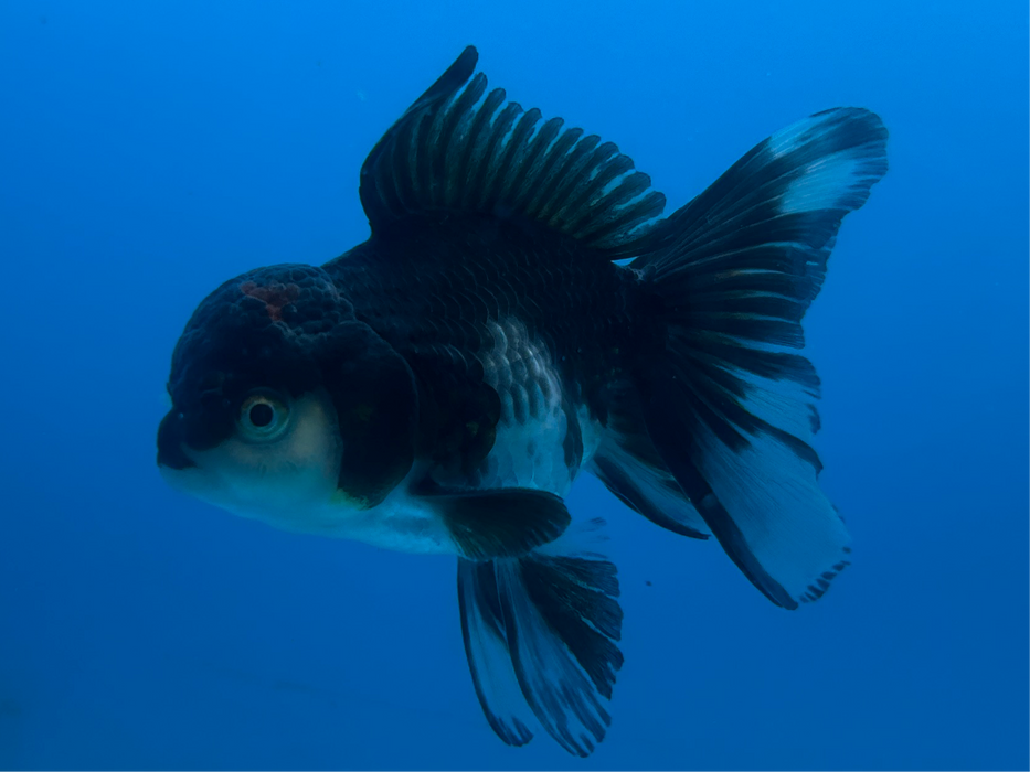 Thai Oranda Panda Rose Tail 3” Body Male 8 Months (JC-116) R1B05