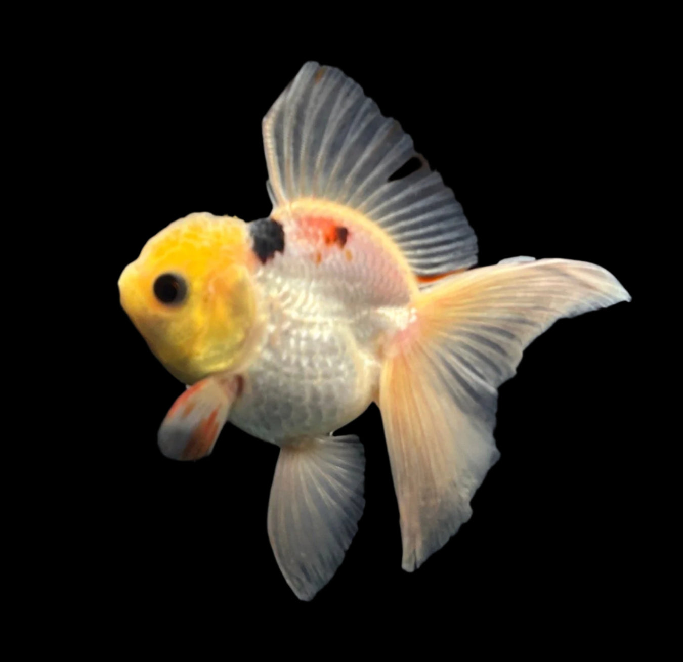 Small Goldfish with Photos TO GROW OUT