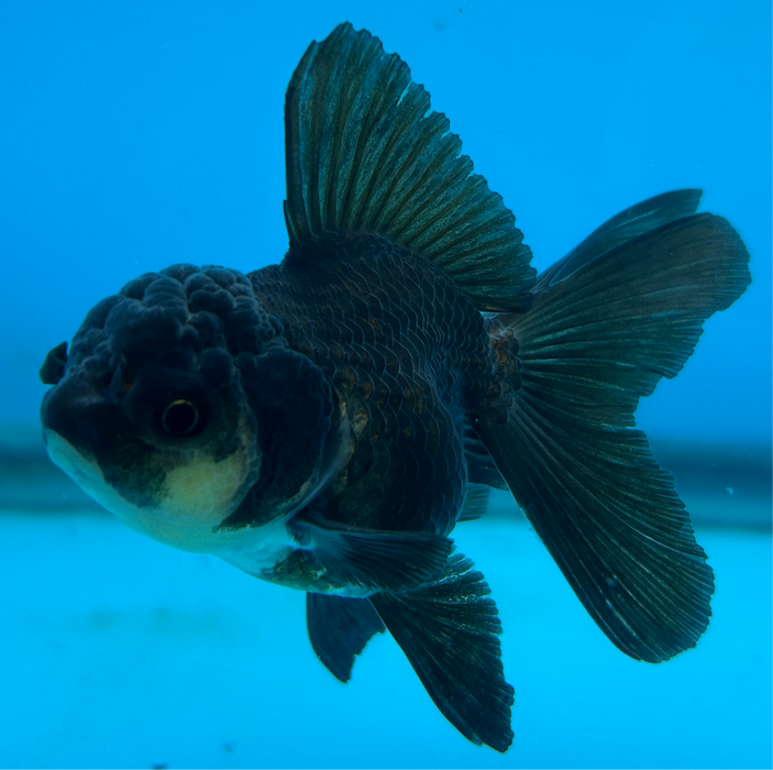 Thai Oranda Rose Tail Black 2” Body Male 5 Months (JC-103) R1B06