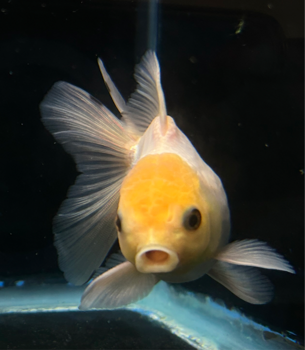 Thai Oranda Lemon Head 2.5”Body Female 6 Months (JC-045)R4C10