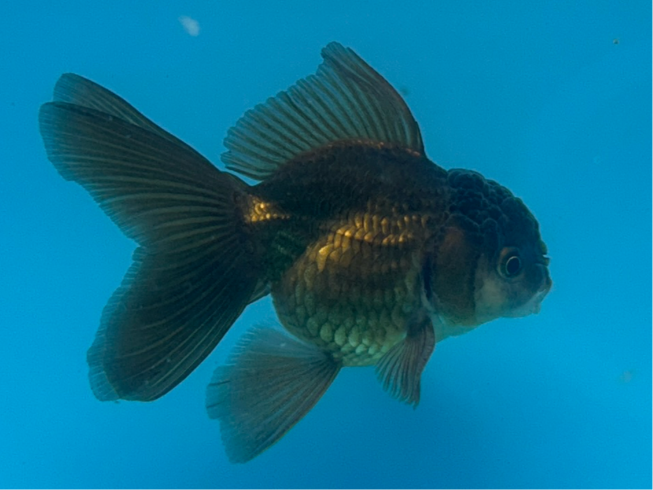 Thai Oranda Yellow Copper Turning Black Rose Tail 2” Body Female 4 Months (JC-122) R1B05