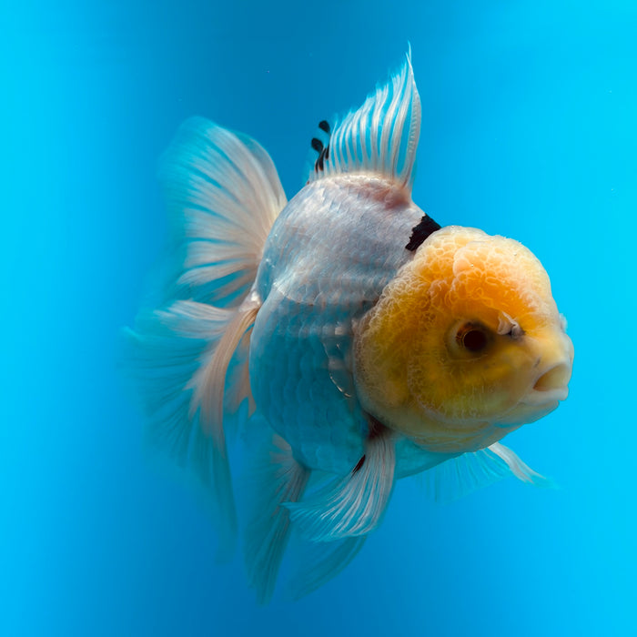 Live Fancy Goldfish Panda Thai Oranda 3.00'' (KP-111) Ready To Ship! What You See What You Get.