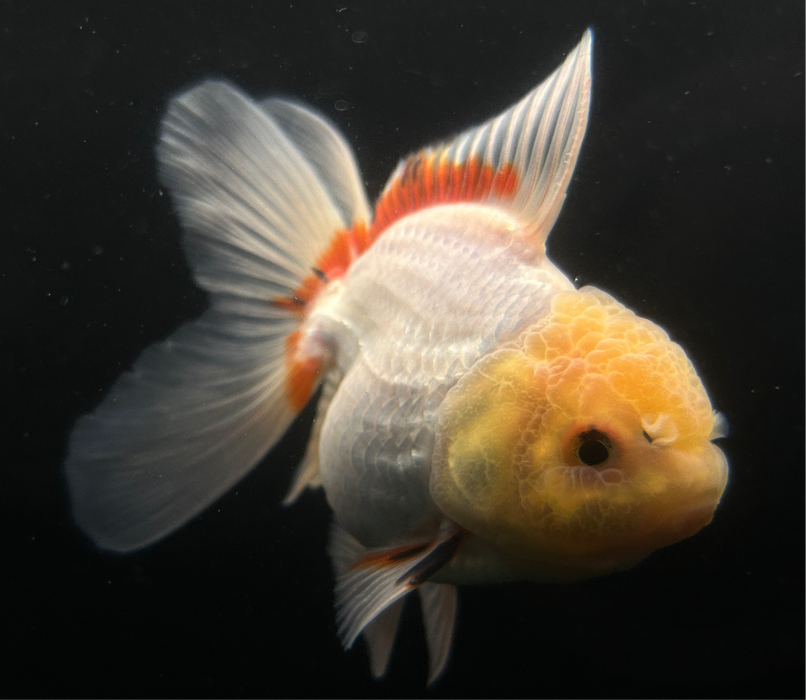 Thai Oranda Tri-Color Lemon Head 2.5”Body Male 4 Months (JC-027)R4A11