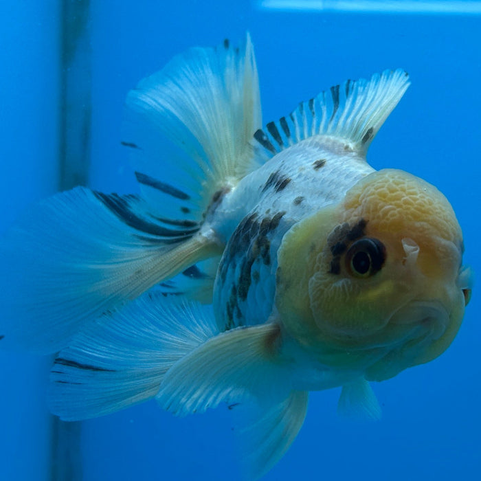 Thai Oranda White Lemon Head Rose Tail 3” Body Male 6 Months (JC-129) R1A02